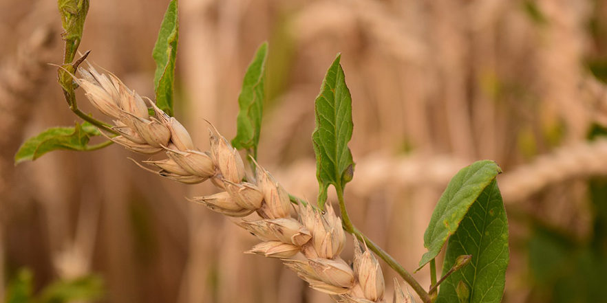 wheat-and-weeds-let-them-grow-together-prairiewoods-franciscan