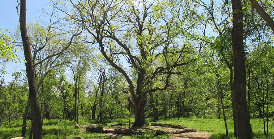 Grandmother Oak – Prairiewoods Franciscan Spirituality Center