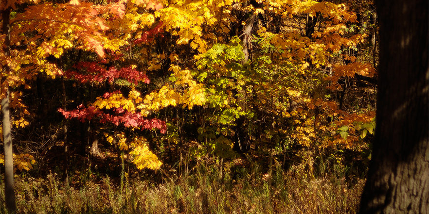 Be Still, Let Fall – Prairiewoods Franciscan Spirituality Center